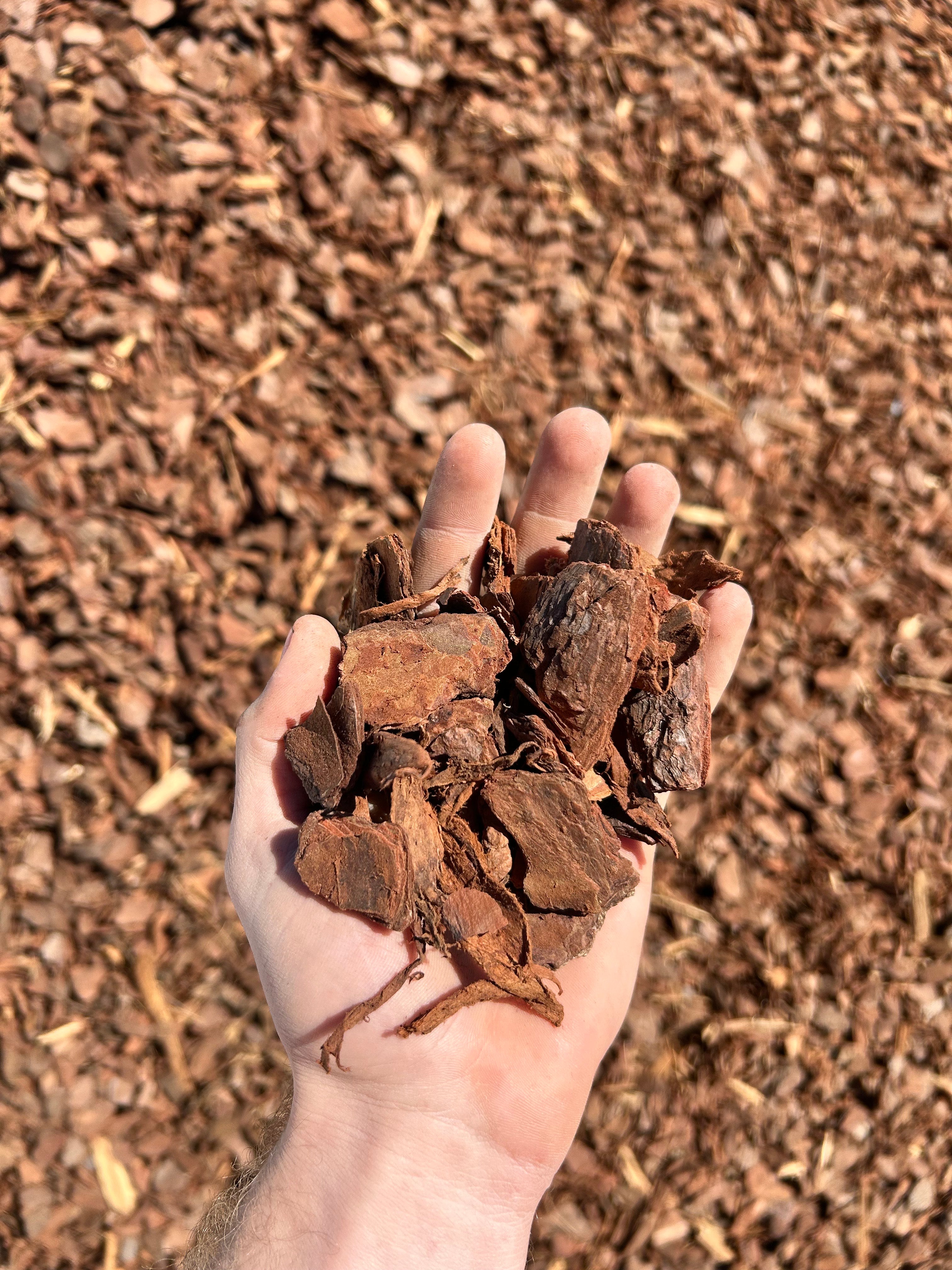 Pine bark