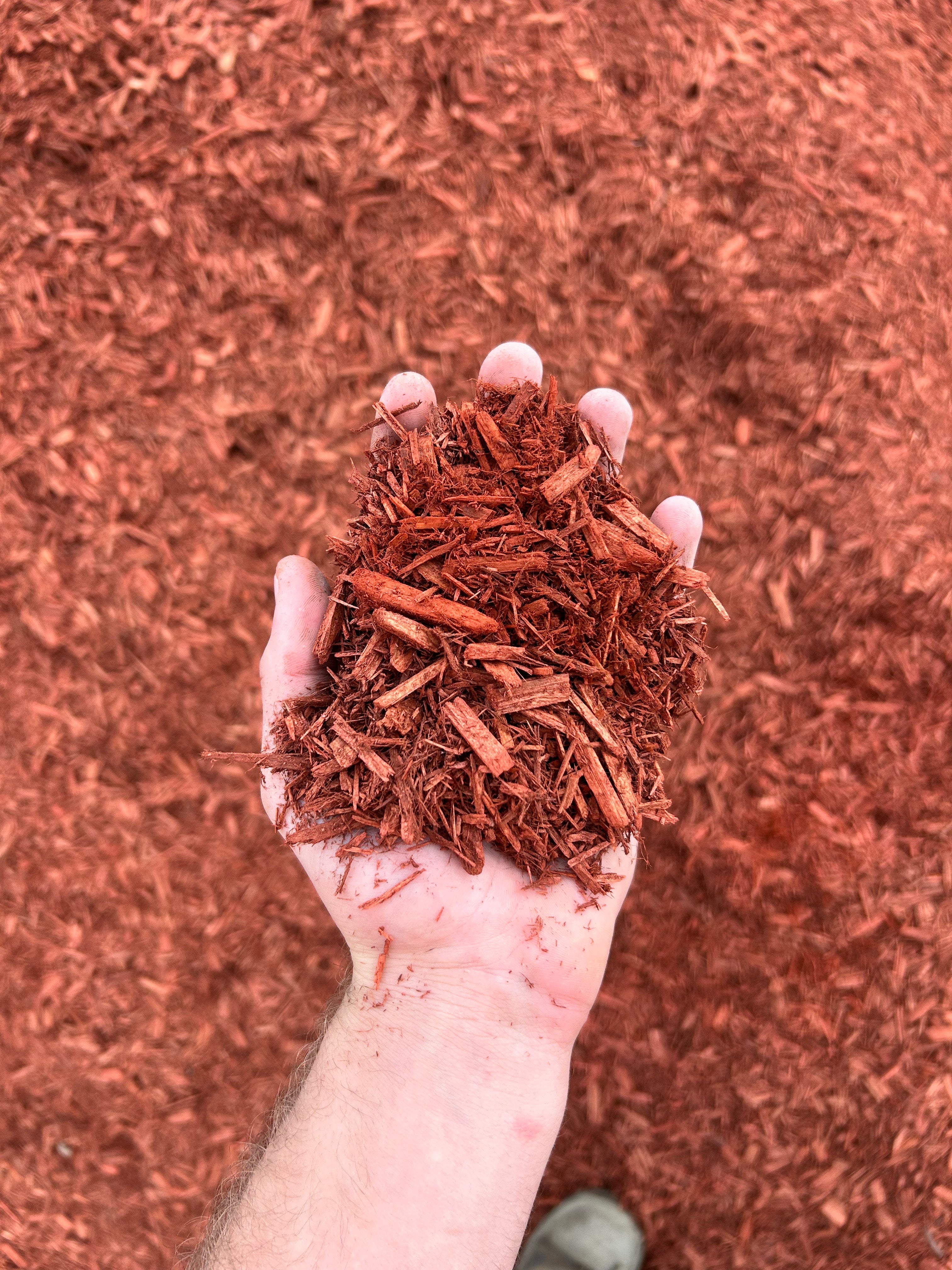 Red Cypress